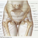 female_pelvis_header