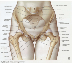 female_pelvis_header